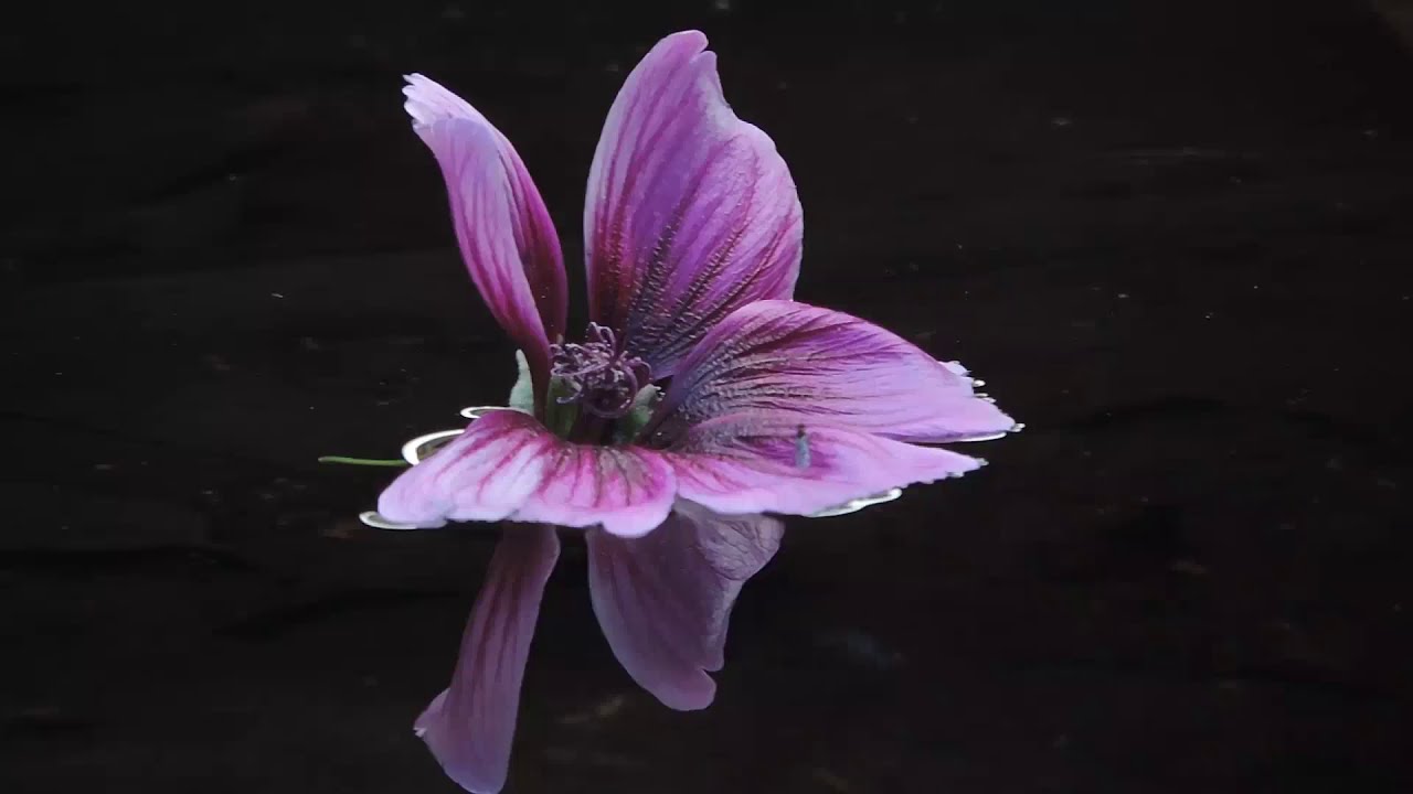 Community of Freedom