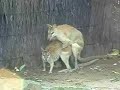 Mating Wallabies Mating Wallabies