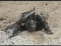 Galapagos (EG-5) giant turtles on the beach (2 de 7)