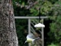 vetbol aerodynamica: koolmees vliegt weg vetbol aerodynamica: koolmees vliegt weg