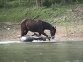 Crazy Rolling Horse