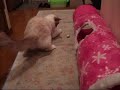 ????????????(=^?^=)???