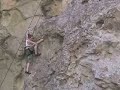 lizard climbing