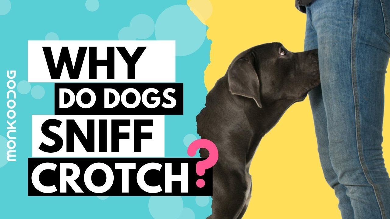 If your dog is sniffing your genital area, it means you have…See more