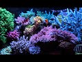 Everything about this tank you can find here: reefkeeping.com Camera Canon 500D