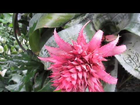 how to care for aechmea
