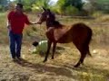 Altagracia de orituco monta de caballo (caida)
