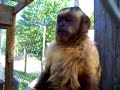 DEW Animal Kingdom - Black-capped capuchin DEW Animal Kingdom - Black-capped capuchin