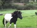 Badger Lunging