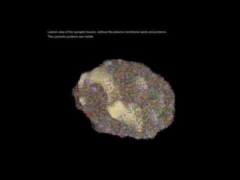 how to isolate cytosolic protein