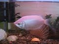 Peixinhos Peixinhos