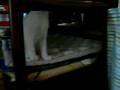 子猫　ゆきじ　生後２ヶ月　その２
