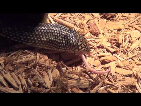 YouTube reptile video