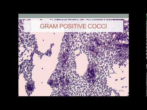 how to isolate gram positive bacteria