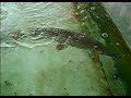 Pattaya alligator.AVI