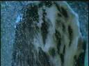 dog hair.mpeg dog hair.mpeg