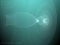 Lorenz 84 attractor