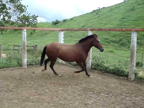 chaquira