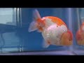 Ranchu for sale Ranchu for sale