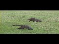 funny mongoose