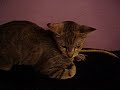 Funny Cat - Ozma (adopted)