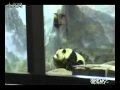 Trabalho em equipe para fugir do Zoológico