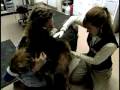videos de Upgrading Shelter Medicine