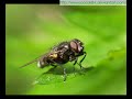 My macro photography