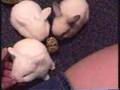 Baby Bunny Rabbits
