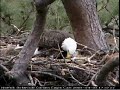 Norfolk Botanical Garden Bald Eagle Nest xchange egg roll