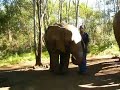 African Elephant - Presentation