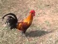 AYAM KETAWA RAJA DANGDUT