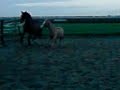 Canni & sky los bij veldstar