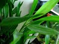 Lucky Bamboo nitrate filter for freshwater aquariums