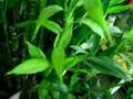 Lucky Bamboo nitrate filter for freshwater aquariums