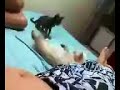 felinos fred x meg 1