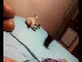 felinos fred x meg 1