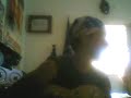 CANTANDO PRA UMA GAROTA DE MONGAGUA CANTANDO PRA UMA GAROTA DE MONGAGUA