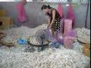 THAI FOOD - THAI MARKETS