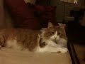 annie on the couch