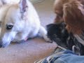 Mac vs Honey Bear, Round 2