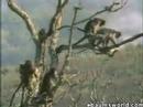monkey-sex.html