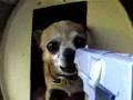 Angry Dog!