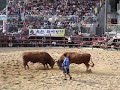 bullfighting-in-korea.html