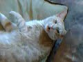 chat-qui-parle.html