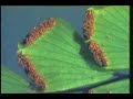 Plant Biology Part 1 - Pteridophytes (Ferns)
