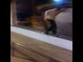 Loyality Skate Brand 3 Loyality Skate Brand 3