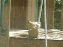 $1000 squirrel chew toy