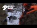 Wildboarhunting by Kristoffer Clausen, Villsvinjakt