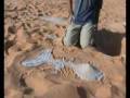 videos de www.elbaeumberto.com L'Elba nel Mondo 3 Sahara Libico, Duna di Wan Casa